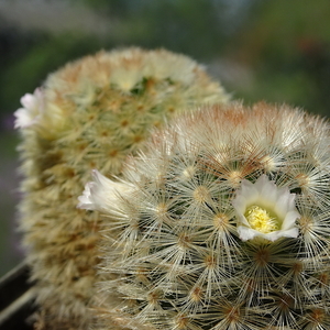 DSC06335Mammillaria carmenae