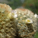 DSC06336Mammillaria carmenae