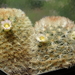 DSC06337Mammillaria carmenae