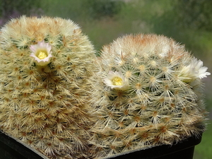 DSC06337Mammillaria carmenae