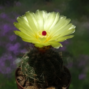 DSC06339Notocactus glaucispinus