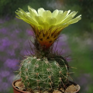 DSC06340Notocactus glaucispinus