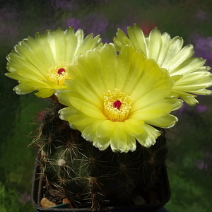 DSC06342Notocactus glaucinus HU 779