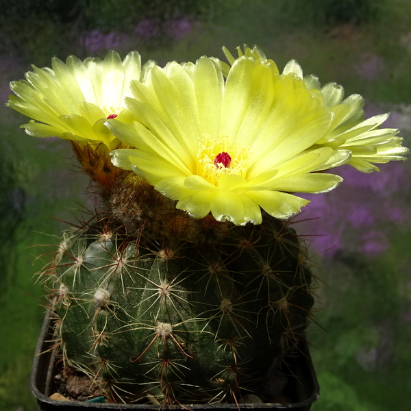 DSC06343Notocactus glaucinus HU 779