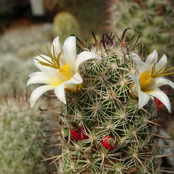 DSC06351Mammillaria hutchisoniana ssp. louisae