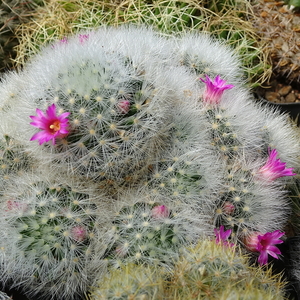 DSC06354Mammillaria laui Lau1171