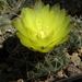 DSC06359Gymnocalycium andreae grandiflorum