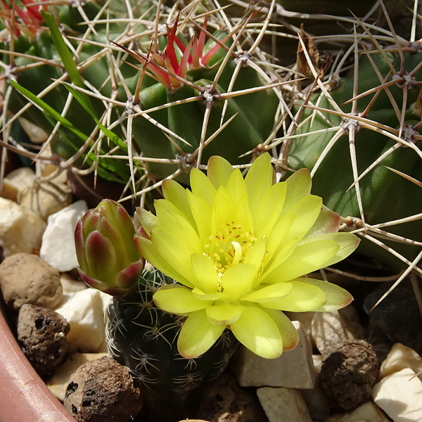 DSC06372Gymnocalycium andreae v. doppianum P 378