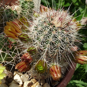 DSC06373Echinocereus chloranthus longispinus