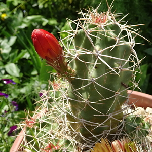 DSC06374Echinocereus triglochidiatus