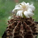 DSC06484Gymnocalycium friedrichii