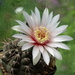 DSC06486Gymnocalycium poeschlii KFF 1158