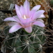 DSC06489Gymnocalycium horridispinum