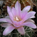 DSC06490Gymnocalycium horridispinum