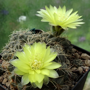 DSC06491Gymnocalycium andreae grandiflorum