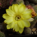 DSC06494Chamaecereus Lincoln Ace