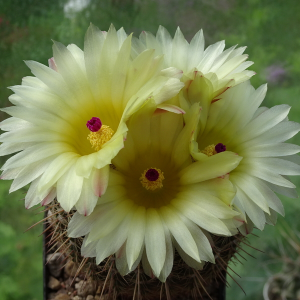 DSC06503Notocactus mueller-melchersii