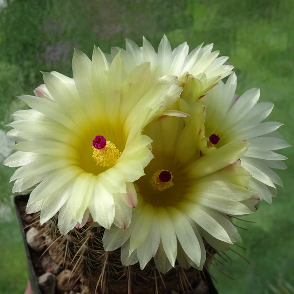 DSC06504Notocactus mueller-melchersii