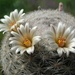 DSC06507Mammillaria candida