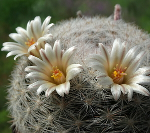 DSC06507Mammillaria candida