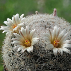 DSC06508Mammillaria candida