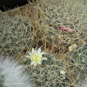 DSC06514Mammillaria pennispinosa v. nazasensis