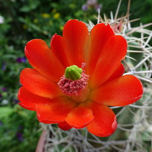 DSC06520Echinocereus triglochidiatus