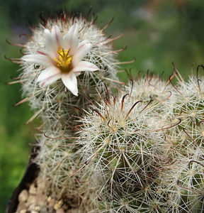 DSC06560Mammillaria hutchisoniana