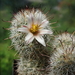 DSC06561Mammillaria hutchisoniana