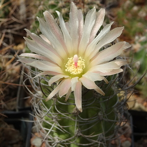 DSC06564Neochilenia paucicostata