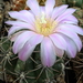 DSC06565Gymnocalycium horridispinum