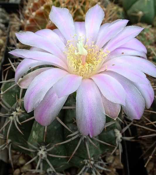 DSC06565Gymnocalycium horridispinum