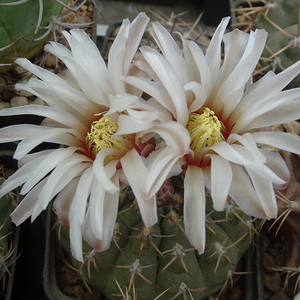 DSC06566Gymnocalycium ochoterenae v. cinereum