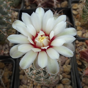 DSC06569Gymnocalycium papschii