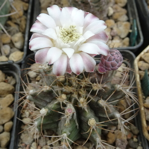 DSC06570Gymnocalycium friedrichii