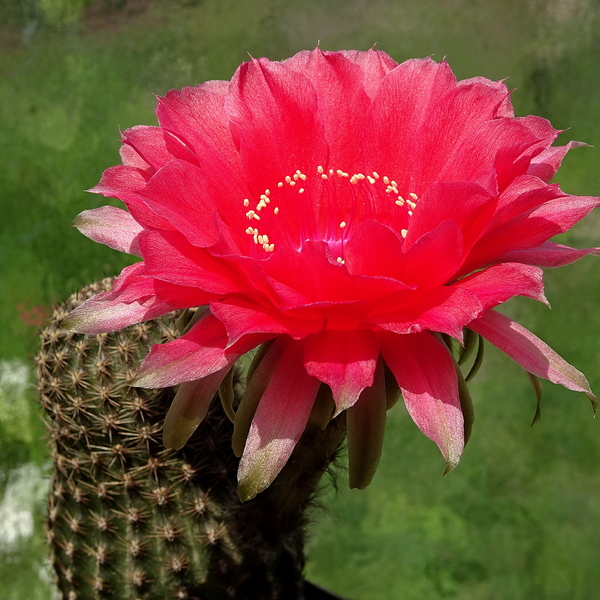 DSC06576Echinopsis czerwony