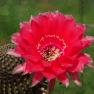 DSC06575Echinopsis czerwony