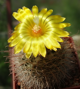 DSC06579Parodia riojensis TB459.3