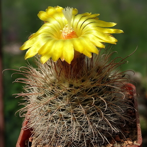 DSC06580Parodia riojensis TB459.3