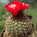 DSC06583Parodia glischrocarpa f. cebilarensis TB417.1