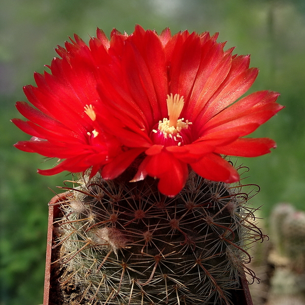 DSC06586Parodia glischrocarpa f. guachipasana TB416.1