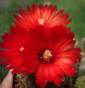 DSC06587Parodia glischrocarpa f. guachipasana TB416.1