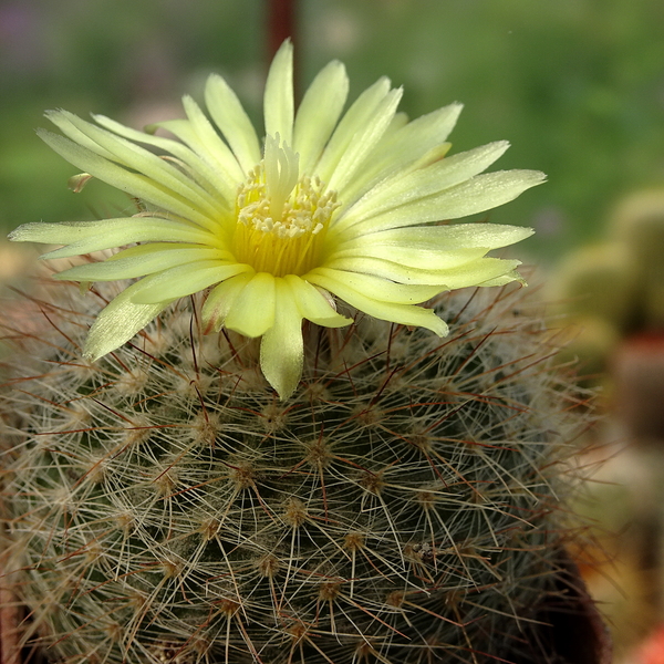 DSC06589Parodia riojensis TB452.2