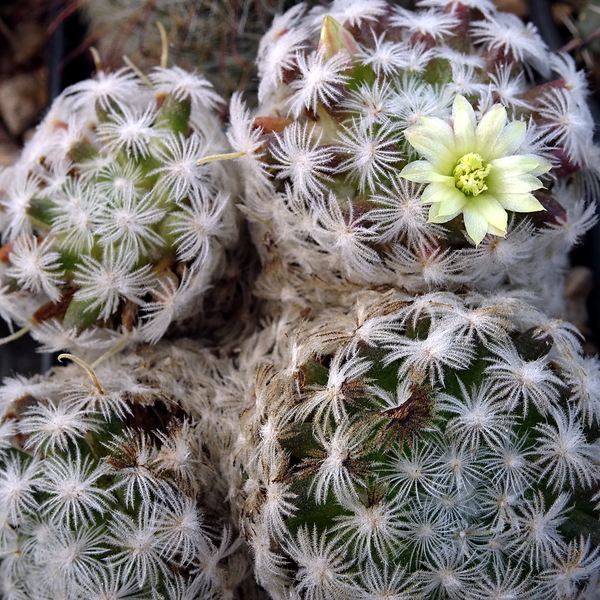 DSC06596Mammillaria schiedeana