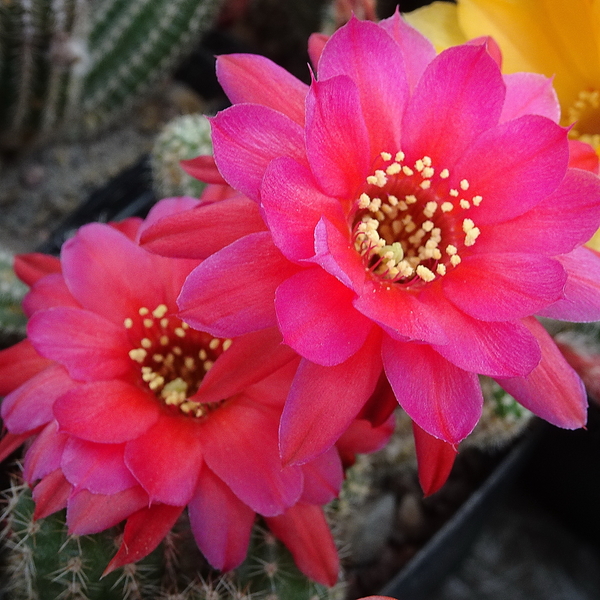 DSC06601Chamaecereus Lincoln Elegance