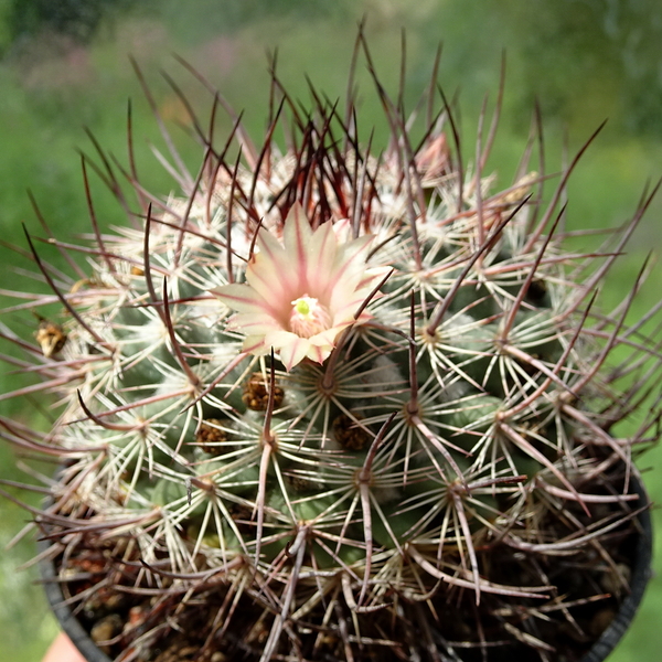 DSC06674Mammillaria johnstonii