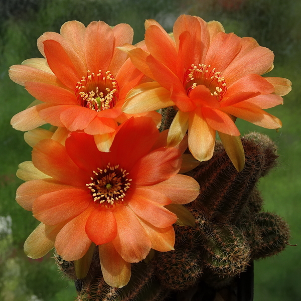 DSC06757Chamaecereus Lincoln Harmony