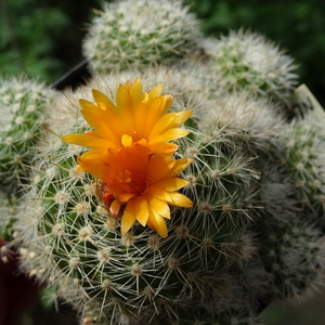 DSC06758Parodia neglecta