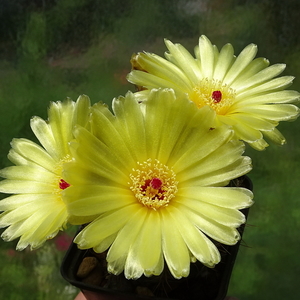 DSC06764Notocactus glaucinus HU 779