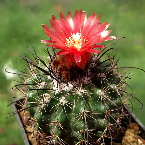 DSC06766Parodia culpinensis